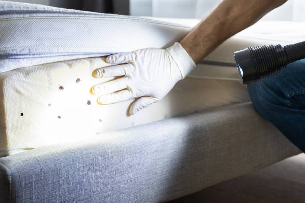 Best Insect Control  in Brambleton, VA
