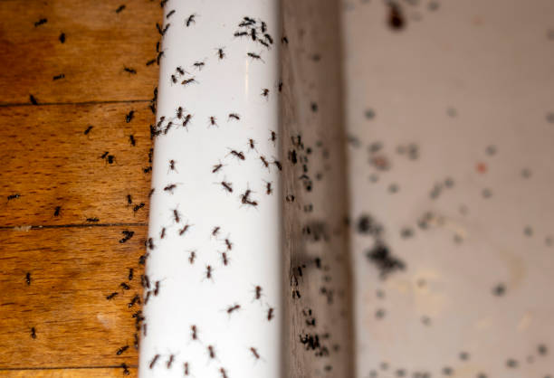 Best Pest Removal Services  in Brambleton, VA