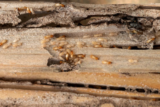 Best Pest Prevention Services  in Brambleton, VA